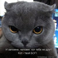 21 случай, когда животные выжали из понятия "наглость" максимум
