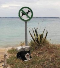 Прикольные и смешные картинки