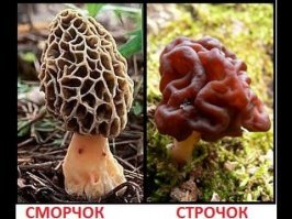 смотрите не перепутайте