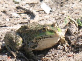 Фото очаровательных лягушек