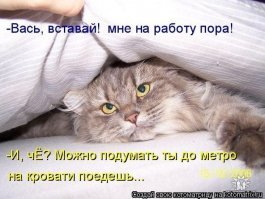 21 случай, когда животные выжали из понятия "наглость" максимум