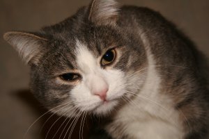 А не котюшок ли ты, часом?