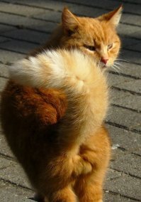 Не могу не поделится этим красавцем, что на днях выложили у нас в группе. Заранее прошу прощения у автора за использование в корыстных целях.;)