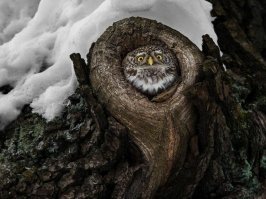 20 показательных выступлений от гениев маскировки