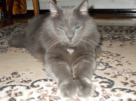 Нибелунг он, но с брачком - имеет бабочку на шее. :)