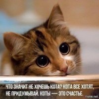 Семь кошачьих "почему?", ответы на которые вас удивят