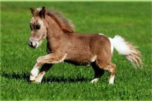 Фалабелла - порода пони, выведенная искусными дагестанскими селекционерами в течении многих веков. У него очень короткие ноги, чтобы он был незаметен для врагов, мощная мускулатура, чтобы он мог убежать от врагов, и широкий анус, чтобы он мог пернуть и сбить с толку врагов. Теперь понятно, в честь кого дагестанцы занижают свои Приоры и ставят огромную выхлопную трубу.