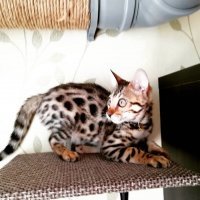 Осторожно: пост повышенной хвостатости!