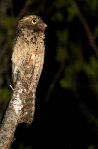главный то маскировщик - козодой)) Правда глаза по 5 копеек, палится)) И морда как будто она под наркотиками))