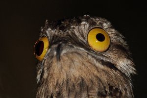 главный то маскировщик - козодой)) Правда глаза по 5 копеек, палится)) И морда как будто она под наркотиками))