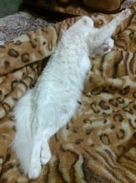 Осторожно: пост повышенной хвостатости!