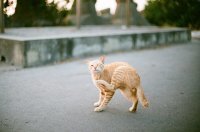 В Китае даже коты каратисты