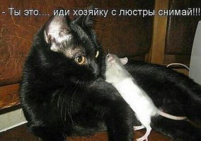 Виноват не кот, а хозяин. Вот как нужно крепить люстры: