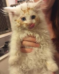 Семь кошачьих "почему?", ответы на которые вас удивят