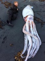 С Кальмаром всё понятно, а справа кто?