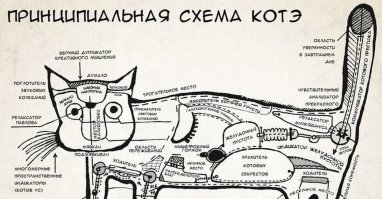 Семь кошачьих "почему?", ответы на которые вас удивят