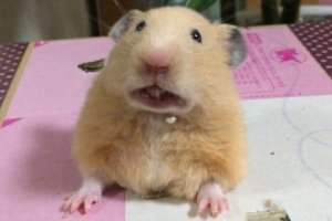 Попугай сцуко.