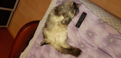 Семь кошачьих "почему?", ответы на которые вас удивят