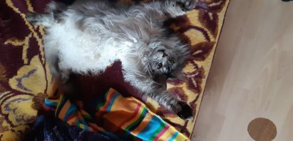 Семь кошачьих "почему?", ответы на которые вас удивят