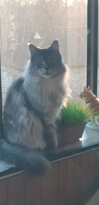 Семь кошачьих "почему?", ответы на которые вас удивят