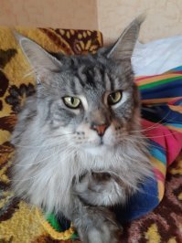 Семь кошачьих "почему?", ответы на которые вас удивят