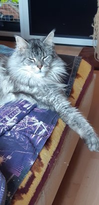 Семь кошачьих "почему?", ответы на которые вас удивят