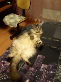 эй, человек, почеши животик :)