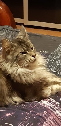 Семь кошачьих "почему?", ответы на которые вас удивят