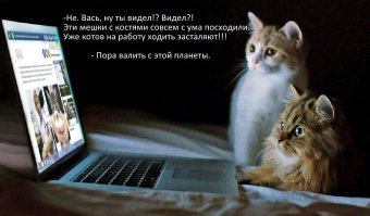 Японская фирма разрешила приносить кошек на работу, чтобы избавить сотрудников от стресса