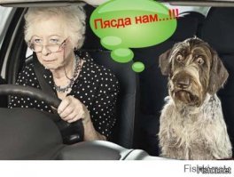 Женщина отвлеклась на свою собачку и врезалась в столб
