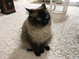 А ещё ходить восьмёркой между ног  ))