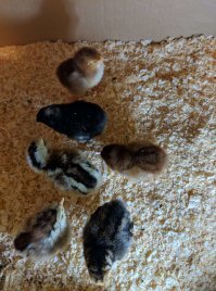 А у меня обычные цыплята, им неделя... 7, сейчас много писка в доме...