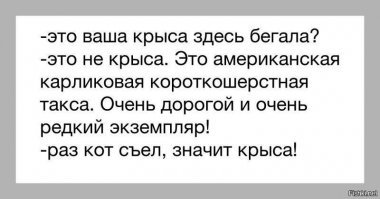 Семь кошачьих "почему?", ответы на которые вас удивят