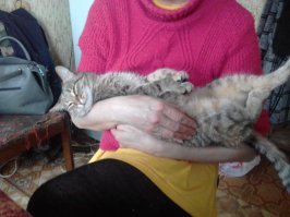 пост-ну не айс..но,цуко у самого два выкидыша живут
-Пуся,уже взрослая кошка,но любит спать на ручках