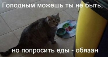 Котики, которые не ели уже полчаса