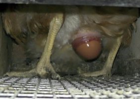 Вася, ну не совсем срут, но само отверстие из которого выходит яйцо и кал - одно и то же. И называется оно клоака. Что же ты делал, Вася, на уроках биологии в школе?