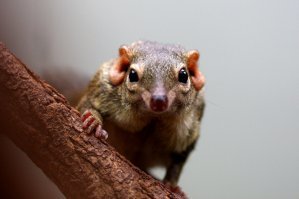Тупайя
Обыкновенная тупайя (лат. Tupaia glis)   млекопитающее семейства тупайевых.