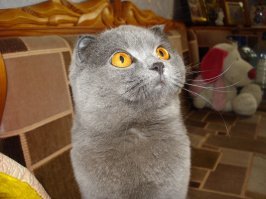 у меня такая) правда старая фотка уже