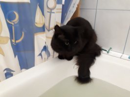 Мой дворянской породы
Ну видать бабушка где то согрешила.
Очень ласковый, не метит, воду обожает.
Закрытая дверь в ванную является личным оскорблением.
