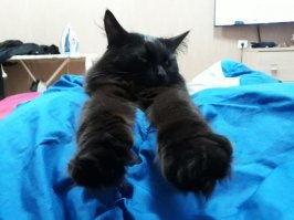 Мой дворянской породы
Ну видать бабушка где то согрешила.
Очень ласковый, не метит, воду обожает.
Закрытая дверь в ванную является личным оскорблением.