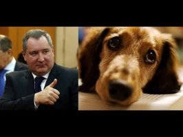 По судьбе собак можно судить о состоянии космоса