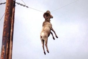 39. Животные избегают линий электропередачи, потому что боятся ультрафиолетовых вспышек, не видимых человеческому глазу.