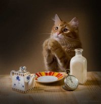 Котики, которые не ели уже полчаса