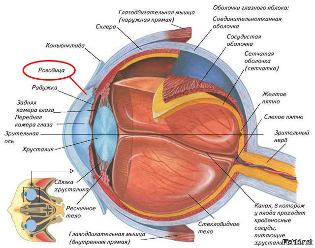 Фокусировку изображения обеспечивает хрусталик зрачок стекловидное тело