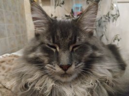 моему пузану 9 месяцев,и весит он 7 кг,если они до 4-5 лет развиваются,что с ним будет дальше?он жрет сука больше меня и собаки вместе взятых))