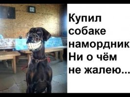 Прикольные и смешные картинки
