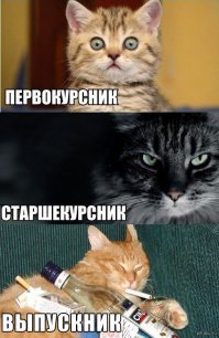 Прикольные и смешные картинки
