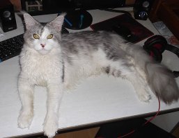 Американская енотовая кошка Maine Coon