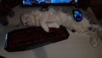 Американская енотовая кошка Maine Coon