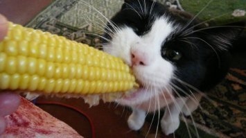Может кошка веган, такое тоже бывает.